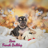 Rose Female AKC French Bulldog $1995