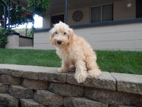 Rose Female F1B Schnoodle $300