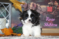 Rose Female Shihtzu $895