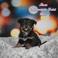 Rose Female Mountain Feist Mix $475