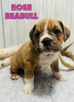 Rose Female Beabull $1000