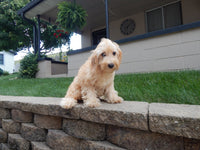 Rose Female F1B Schnoodle $300