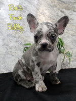 Rosetta Female AKC French Bulldog $1600