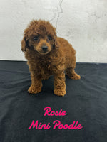 Rosie Female AKC Mini Poodle $600