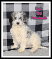 Rosie Female Mini Portidoodle $1395
