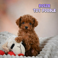 Rosie Female Toy Poodle $1550