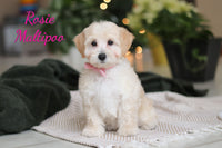 Rosie Female Maltipoo $1600