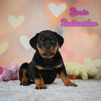 Rosie Female Rottweiler $1200