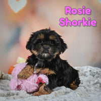 Shorkie