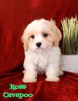 Ross Male Cavapoo $650