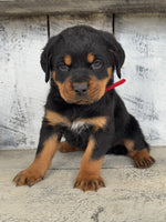 Rottweiler