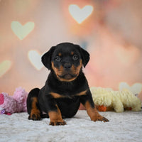 Rottweiler