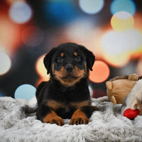 Rottweiler