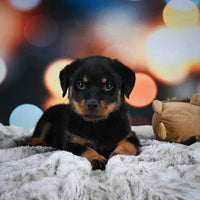 Rottweiler