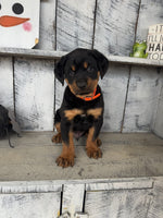 Rottweiler