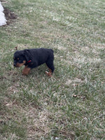 Rottweiler