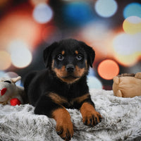 Rottweiler