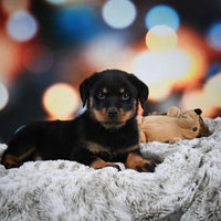 Rottweiler