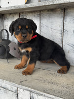 Rottweiler