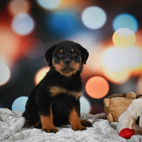 Rottweiler