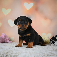 Rottweiler