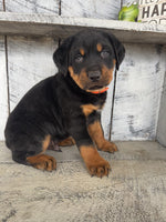 Rottweiler