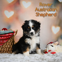 Rover Male Australian Shepherd $375