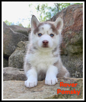 Rover Male Pomsky $1200