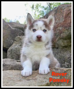 Pomsky