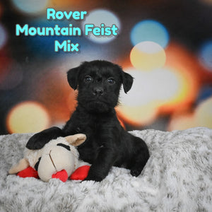 Mountain Feist Mix