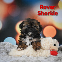 Rover Male Shorkie $700