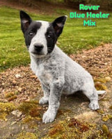 Rover Male Blue Heeler Toy Fox Terrier Mix $650