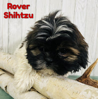 Rover Male Shihtzu $550