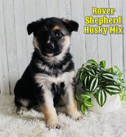 Rover Male Shepherd Husky Mix $1500