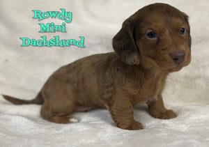 Mini Dachshund