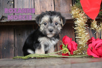 Roxanne Female Morkie $865