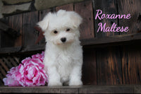 Roxanne Female Maltese $850