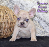 Roxanne Female AKC French Bulldog $1500