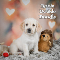 Roxie Female Double Doodle $700