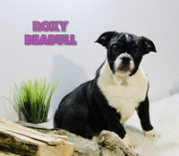 Roxy Female Beabull $250