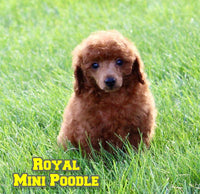 Royal Male AKC Mini Poodle $650