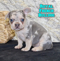 Royal Male AKC French Bulldog $1595