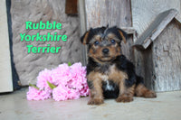 Rubble Male Yorkshire Terrier $895