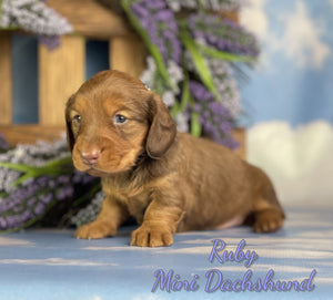 Mini Dachshund