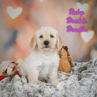 Ruby Female Double Doodle $700