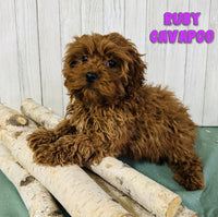 Cavapoo