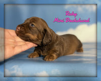 Ruby Female ACA Mini Dachshund $1625