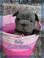 Ruby Female AKC French Bulldog $2000