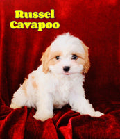 Russel Male Cavapoo $650