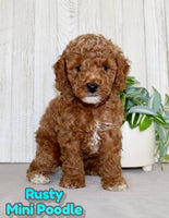 Rusty Male AKC Mini Poodle $750